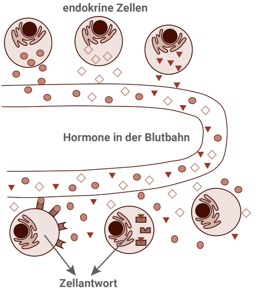 Schematische Darstellung endokriner Zellen, Hormone in der Blutbahn und Zielzellen mit anschließender Zellantwort.